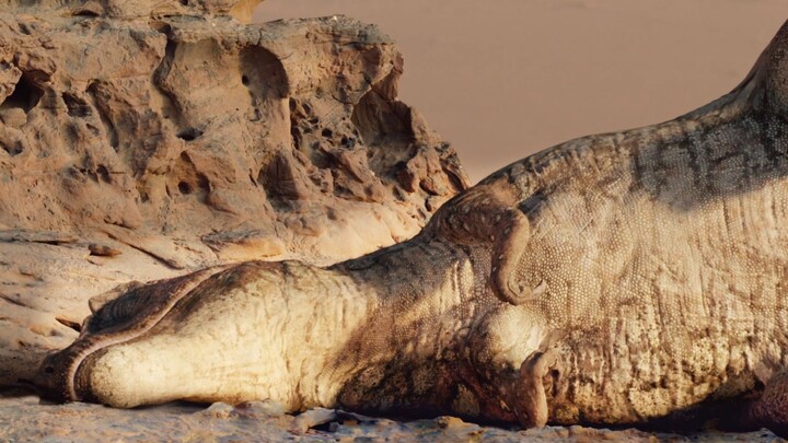 How did a Tyrannosaurus Rex sleep and wake up? Hilarious! Sleeping with its legs spread out, waking 