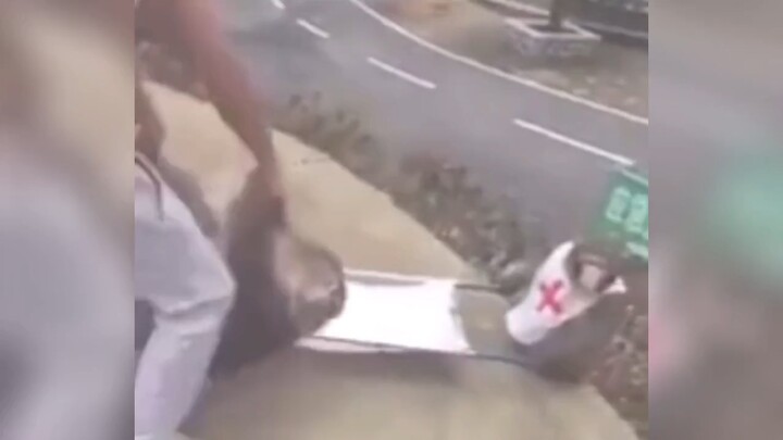 ชีวิตของหมาเลาก็คือชีวิตเหมือนกัน