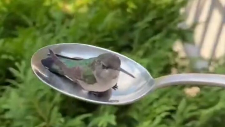 Burung kolibri menabrak kaca hingga pingsan, lalu seseorang mengambilnya dengan sendok dan membawany