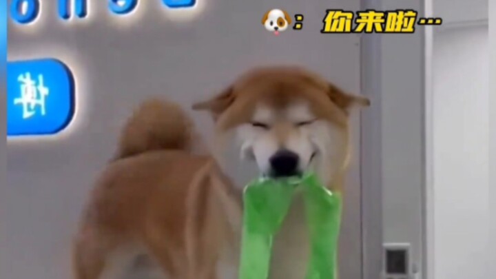 “You can feel the dog’s joy even through the screen—let this happiness be passed on to you!”