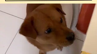 Dog: I want to talk