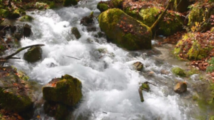 Fish Leaps Over the Dragon Gate—Turns Out Ascension Was Just a Hoax