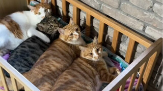 Make a warm windowsill cat bed for your kittens