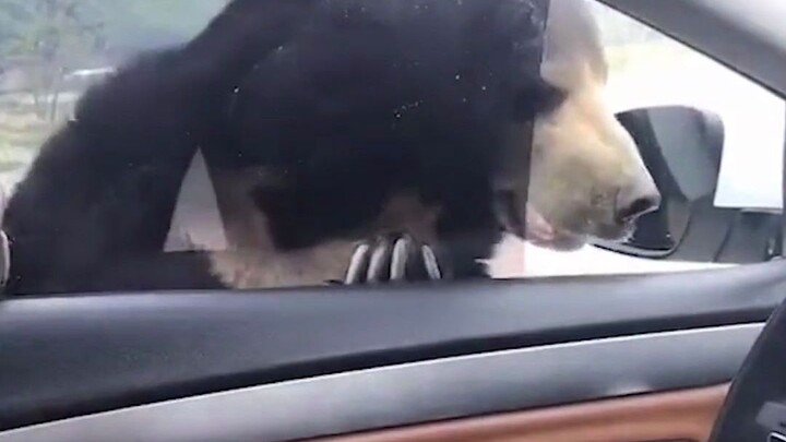 ภาษาถิ่นตงเป่ยเรียกว่า “จื้อหลิวจื่อ” รู้มั้ยว่าแปลว่าอะไร?