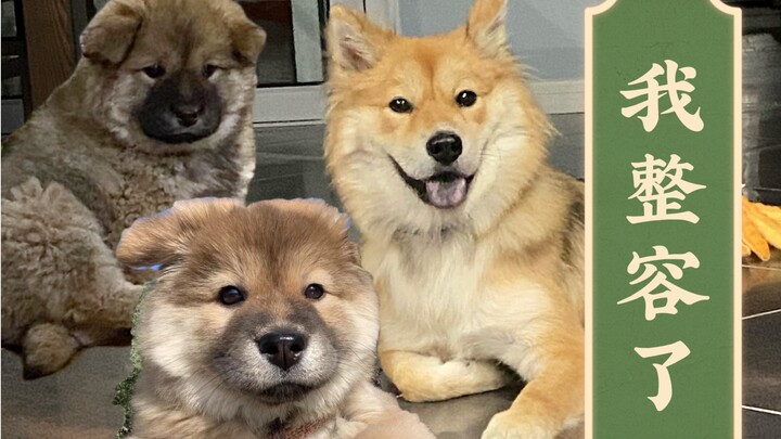 My little mutt must’ve secretly had plastic surgery!