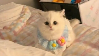 Can you tell me the story of how I was chosen from a bunch of kittens again?