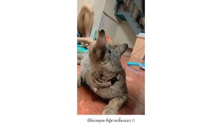 นี้คือเหตุผลที่ผู้ชายเลี้ยงแมว