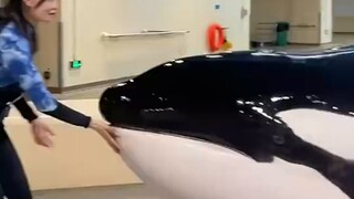 โลมาเพชฌฆาตวัดน้ำหนักกันแบบนี้นี่เอง ฟังเข้าใจภาษาคนได้ด้วย น่ารักสุดๆ