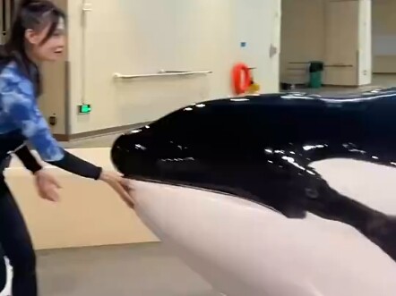 Hóa ra cá voi sát thủ cân nặng kiểu này, nghe hiểu tiếng người đáng yêu quá đi mất!