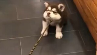 Husky: Jangan Kira Bisa Membawaku ke Jalanan...