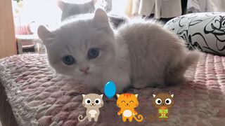 Finally, I brought home the kittens