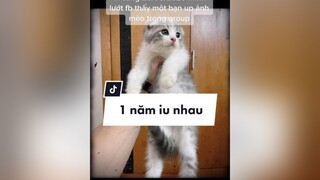 26/08 là ngày kỉ niệm 1 năm Beo về nhà với mình đó hehe cat kitten catsoftiktok cutecat