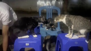Kucing: "Kalian manusia sedang mengipasi api, tahu?"