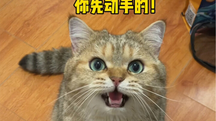 يا له من قط ثرثار!