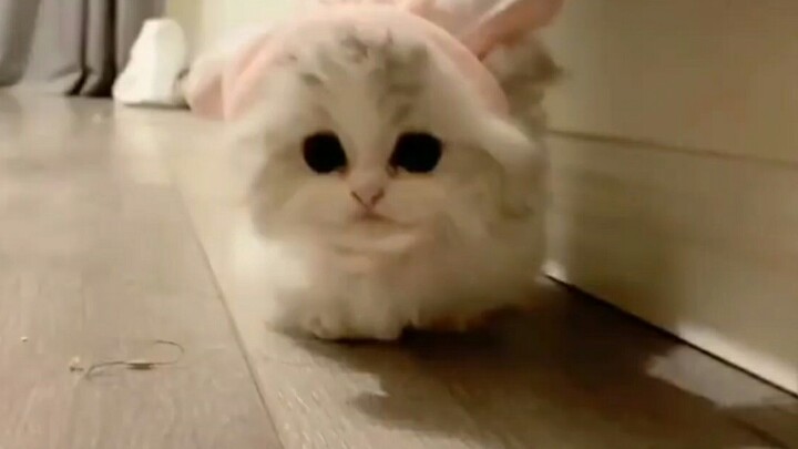 [Pets] Here's A Cute Rabbit Kitten!