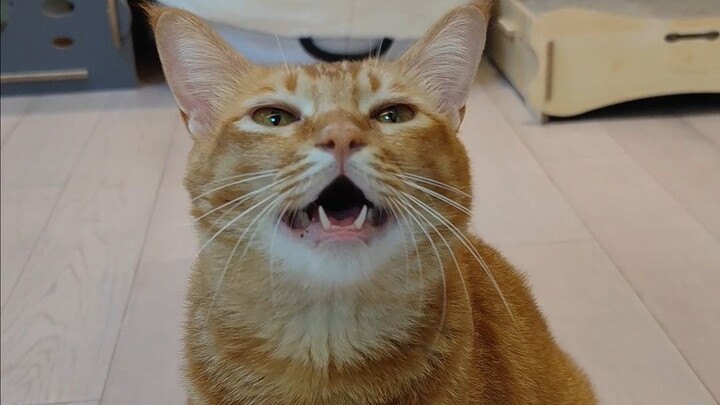 Bernyanyi bersama Miao Miao: Apa yang tidak bisa kuberikan padanya, tolong berikan padanya sepenuhny