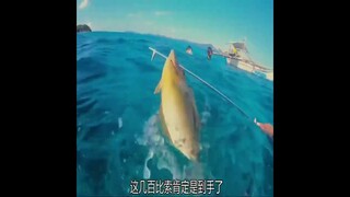 Những Video Tuyệt Vời Ngoài Biển Cả