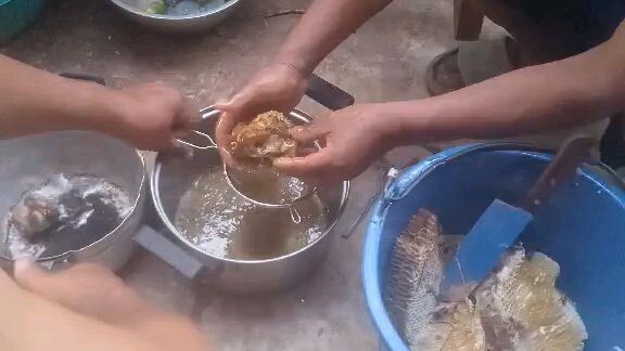 พรานกำลังคั้นน้ำผึ้งป่าสดๆ