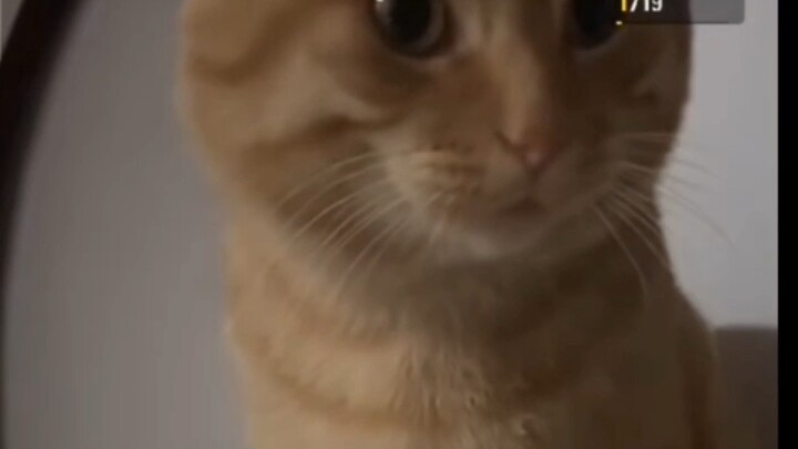 Phần “Mạo Huyết Bánh Bao” này, nhanh chóng phát sóng trực tiếp để kiếm trăm triệu nhé!