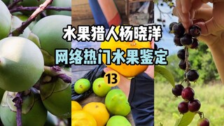 [Fruit Hunter x Hunter] Online Popular Fruit Identification 13