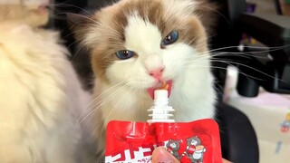 I hope every little animal can be treated kindly~