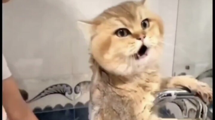 Cat bath time: All the reluctant human’s complaints come pouring out!