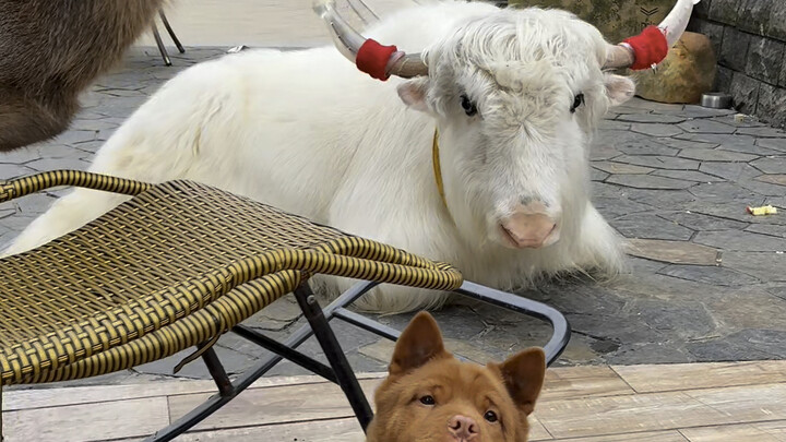 ทุกคนอยากรู้ว่าเลี้ยงสัตว์ 12 ราศีไว้ที่บ้าน แต่ละเดือนต้องใช้เงินเท่าไหร่ จะทะเลาะกันไหม บ้านจะเหม็