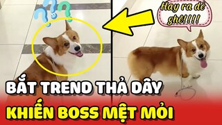 Chú chó CORGI mệt mỏi với Sen đu trend ĐANG ĐI THẢ DÂY DẮT 😂 | Yêu Lu