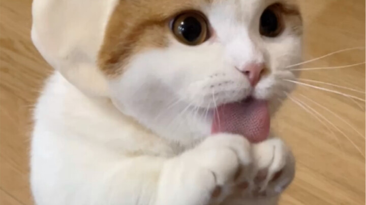 How kittens try to get attention