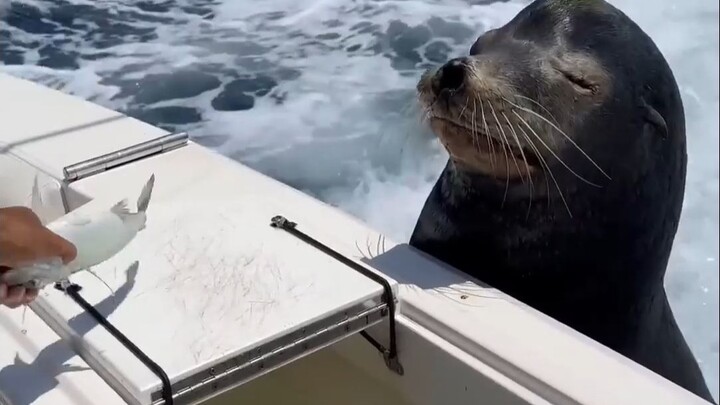In the eyes of a sea lion, humans are basically total benefit beasts!