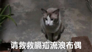 On a typhoon day, I took in a Pomeranian with diaphragmatic hernia at my doorstep in the countryside