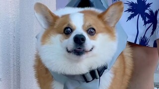 Anjing Corgi ini mungkin memang jenius di dunia anjing!