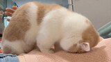 [Pecinta Kucing] Macho jangan manja