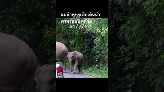 แม่ลำพูหูรูเล็กเดินนำแม่คิ้วขาวข้ามถนน #ช้างป่า #ช้างเขาใหญ่ #ช้างไทย