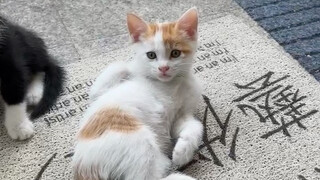 猫的报恩！流浪猫520居然送我礼物！先是惊恐，后来只剩下满满感动！