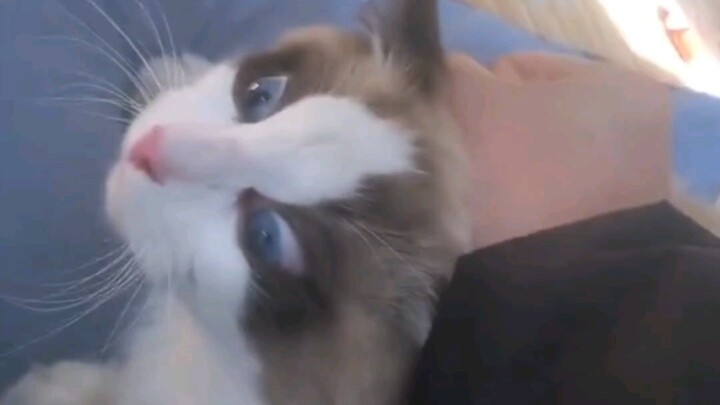 Kucing: Semua pria itu brengsek, mana cintamu yang dulu dijanjikan?