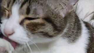 I heard that if you put your hands in a cat's arms in winter, it will help warm your hands!