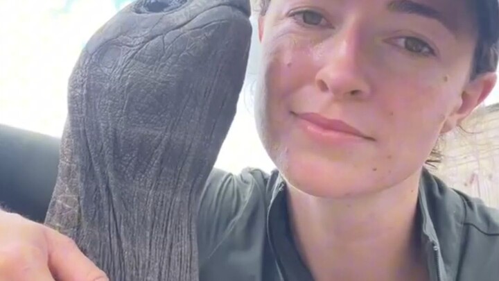 When you stroke a Galápagos giant tortoise, it stretches out its long neck for you to touch.