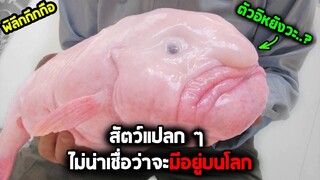 ไม่น่าเชื่อว่าจะมีตัวอะไรพวกนี้อยู่บนโลก - พิลึกกึกกือซี่รี่ย์ Ep.03