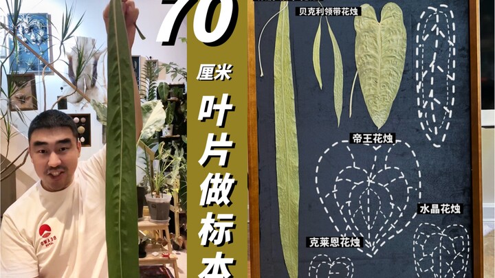 Specimen-making with four-digit leaf specimens | I’ve found a method to keep leaves from fading when