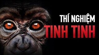 Kết Quả Không Ngờ Tới Khi Tinh Tinh Được Nuôi Nấng Như Con Người...