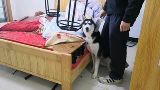 Chủ nhân tan làm thấy nhà tan hoang, vác dao đòi chém Husky