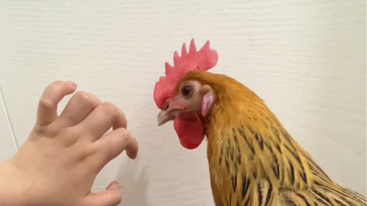 Chickens are really smart