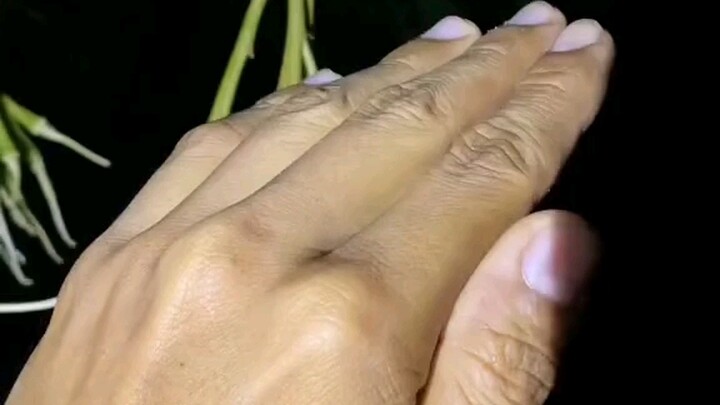 سيرة نمو ثمرة جاك فروت الذهبية