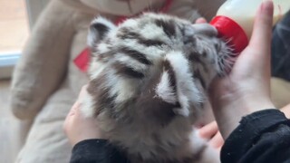 完蛋咯，用奶瓶喝奶就是小家猫啦