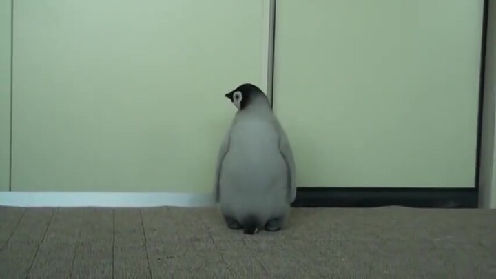 أراد صغير البطريق التسلل خلسة إلى الداخل لكن الموظفين اكتشفوه.