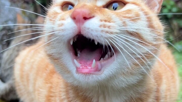 ทุเรียน: ฉันคือแมวกวักนำโชค ใครดูวิดีโอของฉันก็จะร่ำรวยมหาศาลเลยล่ะ!