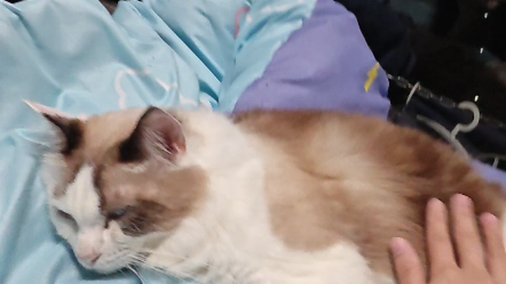【Nozuko】Mengerjakan PR dengan serius~ sambil mengelus kucing