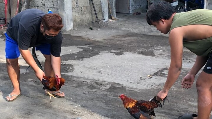 First spar my lateborn wpc band late maturing