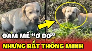 Hai chú chó đam mê Ở DƠ thích tắm bùn nhưng vô cùng THÔNG MINH 😂 | Yêu Lu